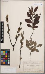 Foto von Salix cinerea L.